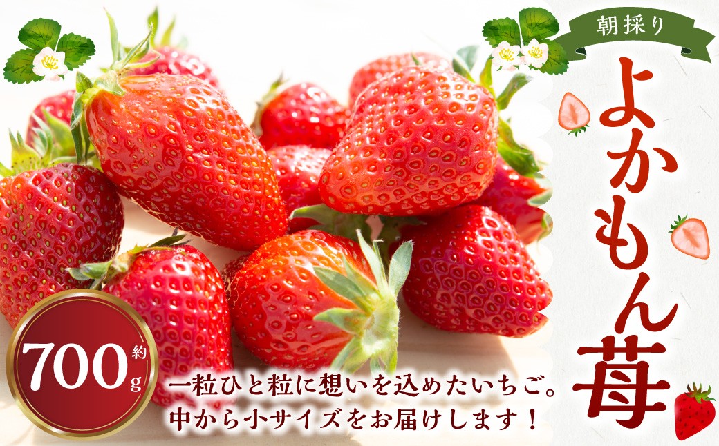 
                  よかもんいちごの朝採りいちご 700g 【2026年12月下旬から2027年4月下旬 出荷予定】 いちご 苺 イチゴ 旬 フルーツ 果物 くだもの 果実 冷蔵 福岡県 うきは市
                