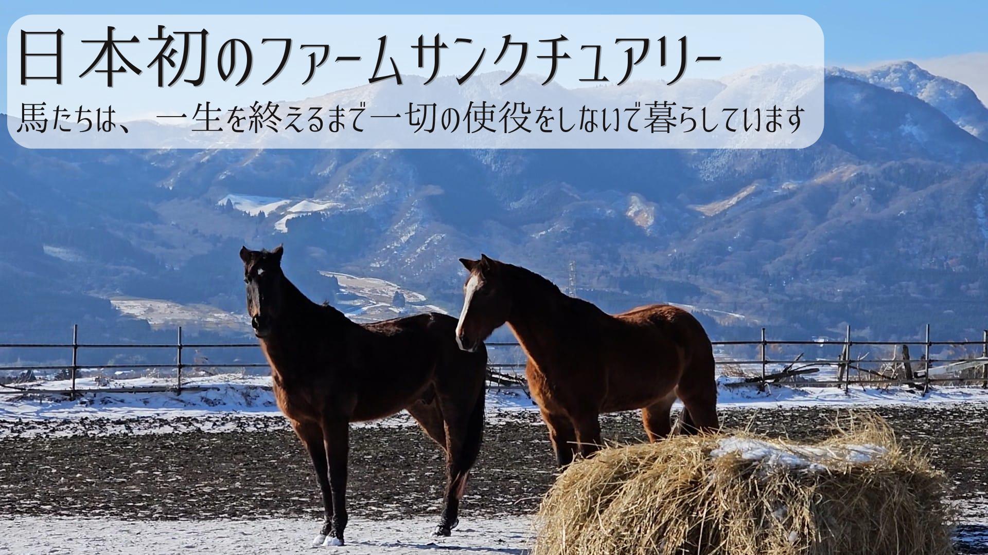 
            【返礼品なし】 南阿蘇で暮らす余生馬たちへ想いを届ける／日本初のアニマルサンクチュアリー＜10,000円＞
          