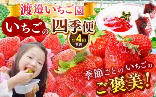 【 定期便 4回 】 渡邉いちご園を楽しむ“いちごの四季便” | 苺 いちご イチゴ 果物 フルーツ ふるーつ 冷凍 果実 果汁 冷凍食品 冷凍いちご 朝採り 完熟 新鮮 いちごソース 割引券 チケット スムージー オススメ オススメ 千葉県 君津市 きみつ