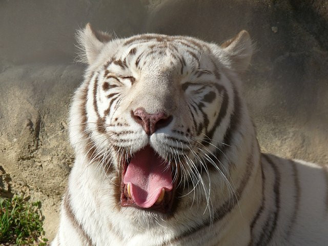 ホワイトタイガーの猫的な一面