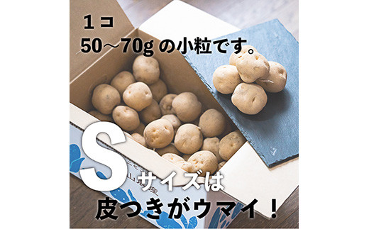 北海道ニセコ産！2023若山農産のきたかむい Sサイズ　5kg【26005】