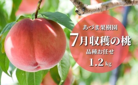 No.2327もも　7月収穫の桃　約1.2kg【2025年発送】