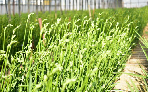 1月発送：優しい香り フリージア 黄色　100本 生産者直送 直送 生花 切り花 花 はな 春 先行予約 予約 茨城県 利根町