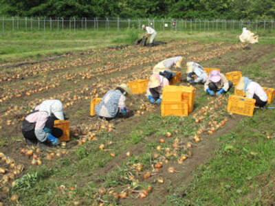 予約受付 たまねぎ 5kg さらき産【2026年7月発送開始】令和8年産 国産 玉ねぎ 玉葱 カレー シチュー 新鮮 フレッシュ オニオン サラダ BBQ 焼肉 野菜 Mサイズ Lサイズ 2Lサイズ 