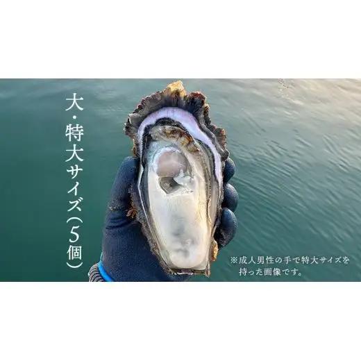 天然・生食可 大・特大サイズ 岩牡蠣 5個 瀬戸内産  《ナイフ・軍手付き》 産地直送