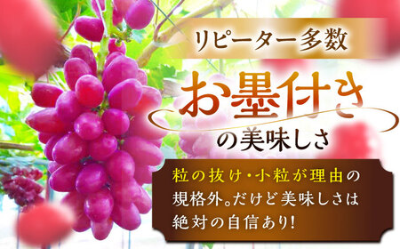【2025年先行予約】【数量限定】【ご自宅用】期待の新品種！クイーンセブン 1房（約350g）簡易包装 訳あり 島根県雲南市/ギアファーム[AIAB008]