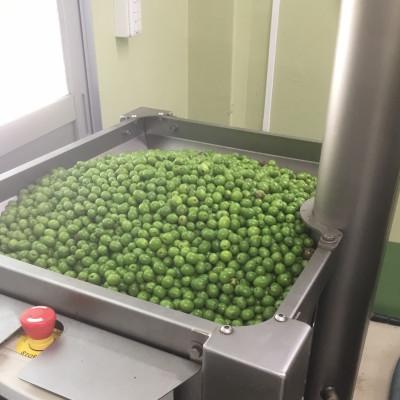 ふるさと納税 小豆島町 ジェイさんのオリーブオイル　エキストラバージン【ミッション種】3本セット2025年収穫　小豆島産 |  | 03