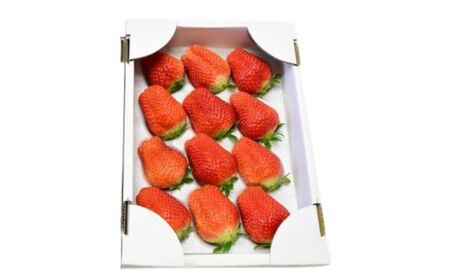 【2026年先行予約】 いちご 「 アイベリー ( 愛ベリー )」 大粒 12粒~15粒入り 1箱 甘い いちご 苺 イチゴ 果物 フルーツ 2026年 先行予約 先行 予約 千葉県 東庄町