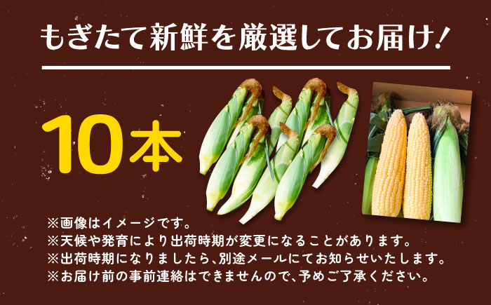 北海道 朝もぎ とうもろこし 10本（恵味ゴールド）《足寄町》【党崎農場】トウモロコシ とうもろこし 甘い 野菜 採れたて野菜 新鮮 農家 おすすめ 北海道土産 ゴールド gold 北海道産 あしょろ