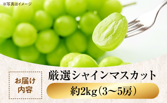 【先行予約】【9月上旬より順次発送】【贈答用】大切な方へ、「ありがとう」を伝えるワンランク上の贈り物！ 厳選 贈答用シャインマスカット約2kg（3〜5房）ぶどう ブドウ 葡萄 果物 フルーツ　愛媛県大