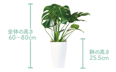 【観葉植物】モンステラ60cm～80cm(緑の中道/014-1485) 観葉植物 植物 鉢付 インテリア 室内 オフィス おしゃれ プレゼント ギフト 開店祝い 移転祝い マイナスイオン 鹿児島 いぶ