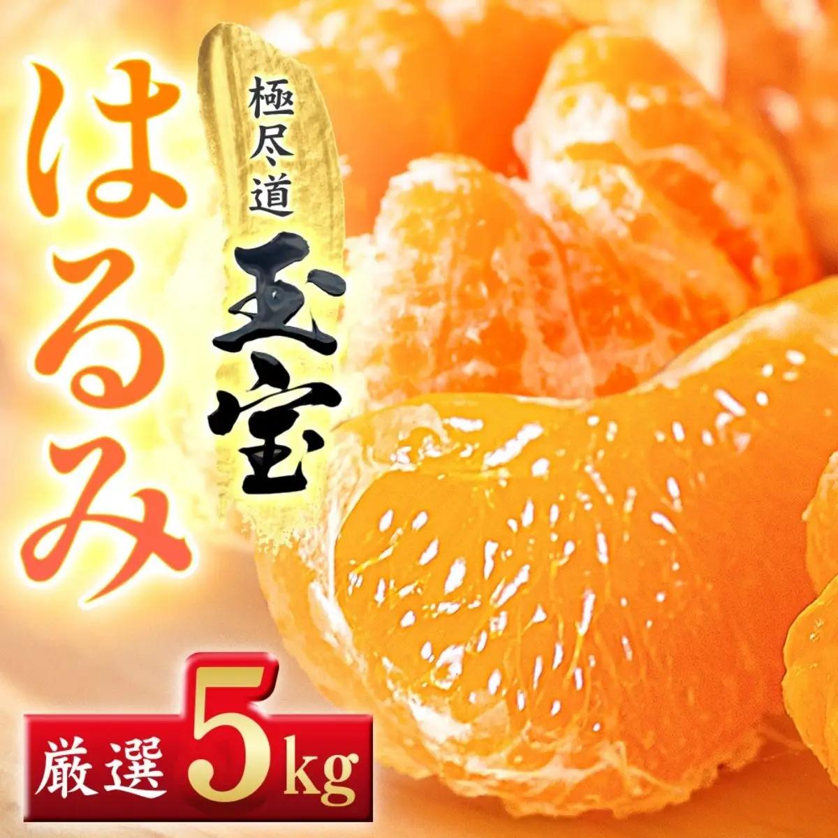 【先行受付】【果粒の旨み】ぷちぷち食感【はるみ】5kg　愛媛県産【64-98】YWTY095