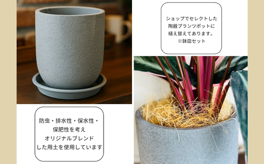 P1観葉植物 カラテアストロマンテ・トリオスター 観葉植物 インテリアグリーン _イメージ3