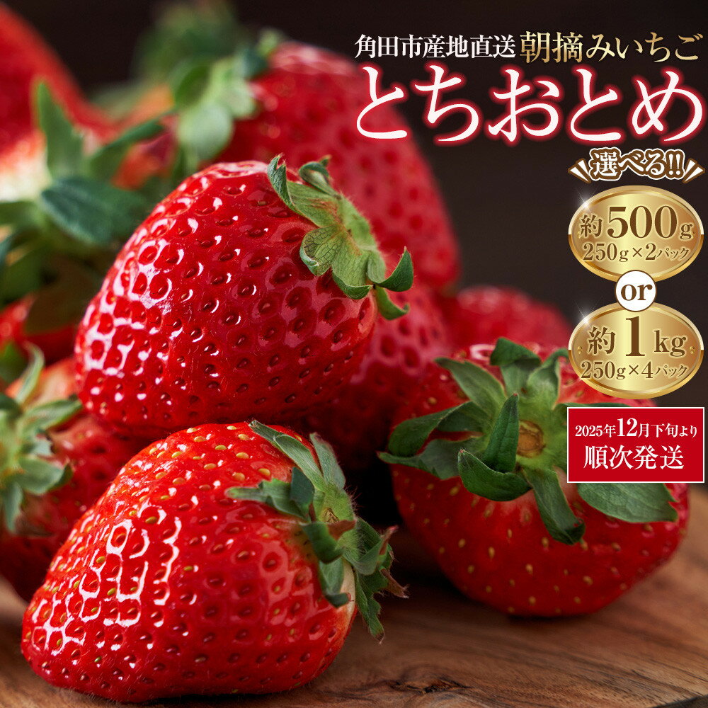 【ふるさと納税】【角田市産地直送】【容量選択可能】朝摘みいちご「とちおとめ」合計」合計約500g or約1kg | 苺 イチゴ 果物 くだもの フルーツ 先行予約 ご当地 お取り寄せ 産地直送 朝摘み 人気 おすすめ 宮城