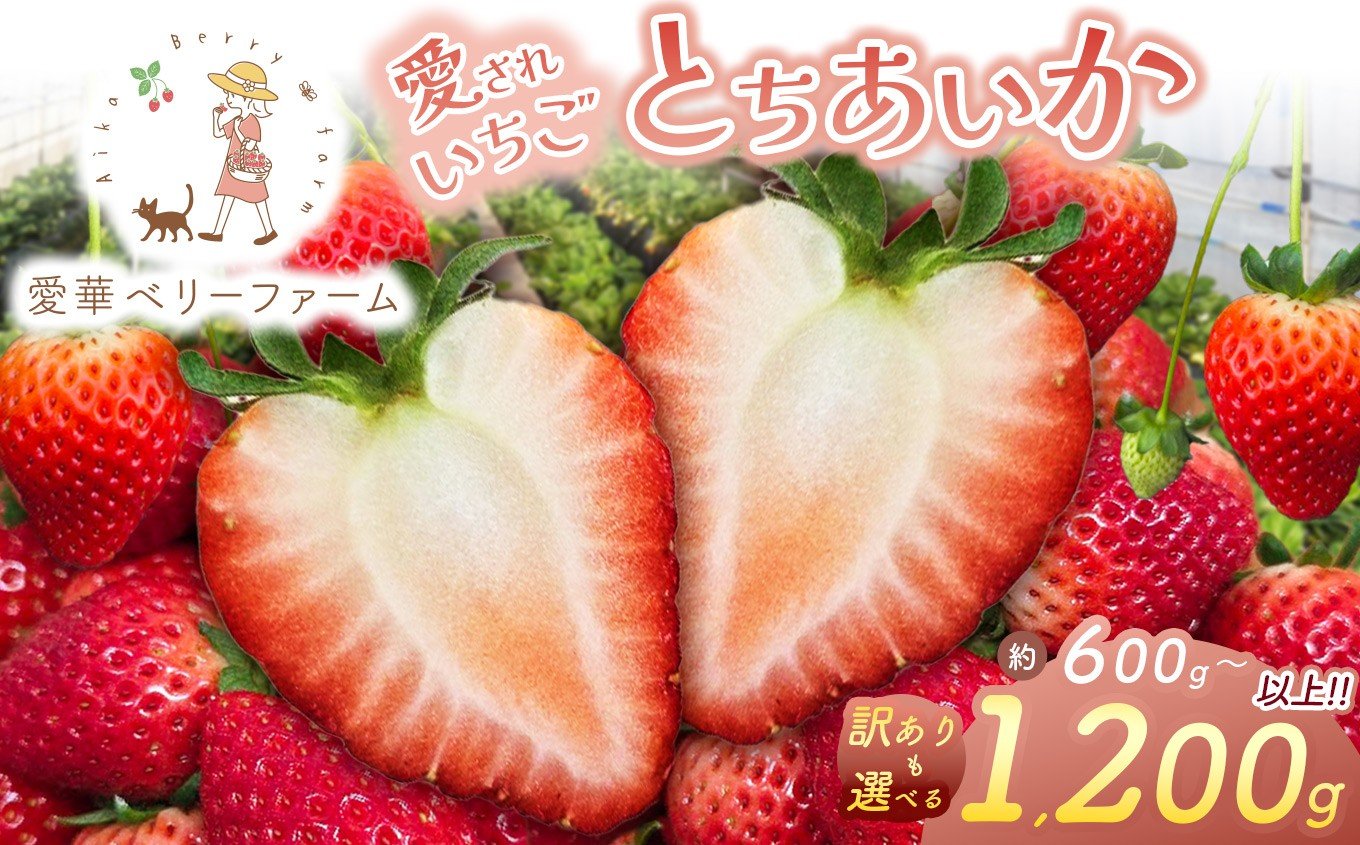 
                  愛され いちご王国のとちあいか 選べる 訳あり 600g 1200g 1050g｜2026年 先行予約 1月 2月 3月 4月 苺 いちご イチゴ ストロベリー strawberry 厳選 手作り 特産品 美味しい おいしい 旨い 美味い 人気 旬 新鮮 栃木県 真岡市 送料無料
                