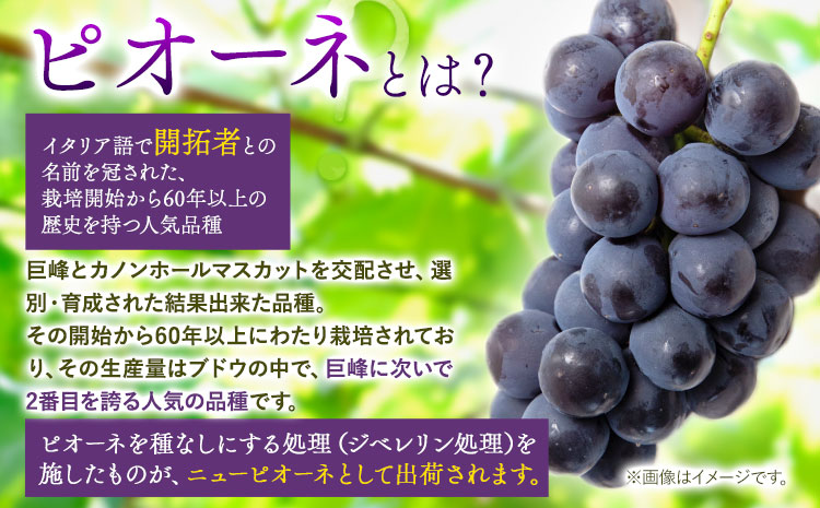 たねなし ピオーネ 約2kg 厳選館 《2025年8月下旬-10月中旬頃出荷》 和歌山県 日高川町 フルーツ ぶどう ピオーネ たねなし 2kg 和歌山県産 【配送不可地域あり】ブドウくだもの果物フル