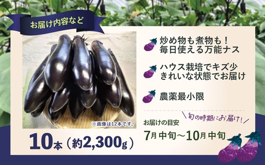 ナス 黒光りする太くて長い！10本　【40P3224】