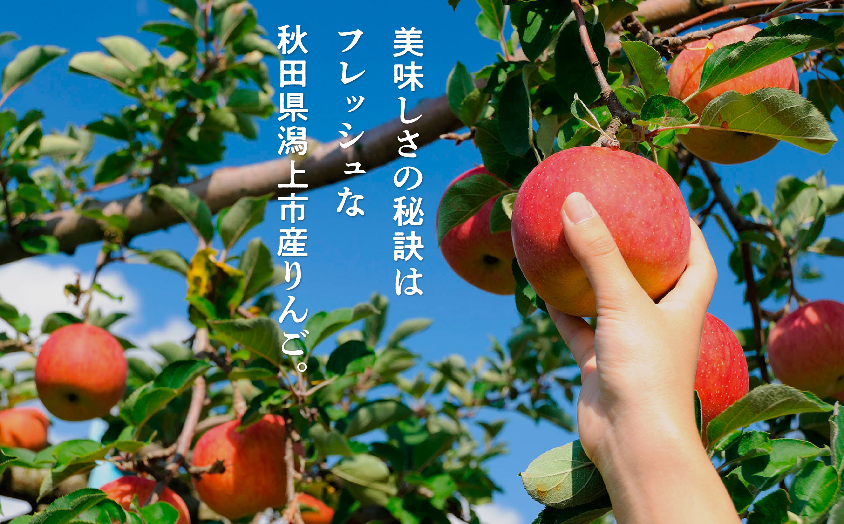 チーズ りんご タルト 15個 セット 洋菓子 お菓子 ケーキ チーズケーキ チーズ アップルタルト 詰め合わせ 冷蔵 冷凍 ご当地 グルメ バレンタイン ホワイトデー 遅れてごめんね お取り寄せ 個