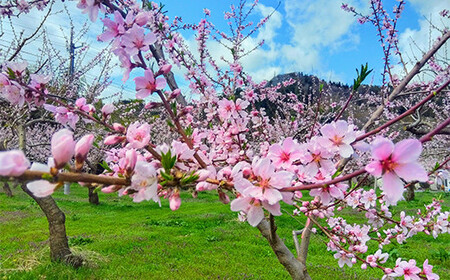≪先行予約≫ もぎたて発送 川中島白桃 特選 (大玉)約4.5kg (10～15個) 【誠果園】 F21U-671