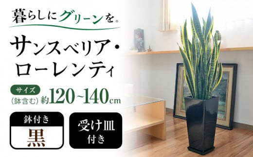 観葉植物 サンスベリア・ローレンティ ロングスクエア 陶器鉢植え（黒） BIGサイズ インテリア / 観葉 植物 インテリア おしゃれ / 大村市 /琴花園[ACYK026]