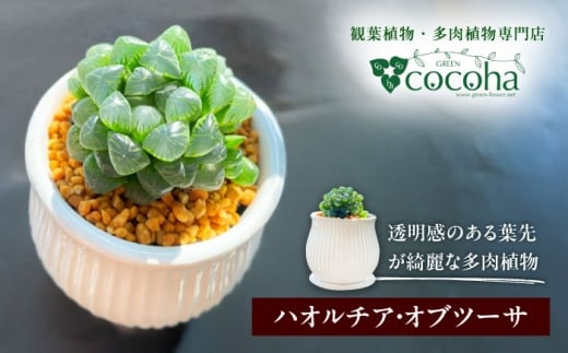 キラキラ輝く砂漠の宝石 『ハオルチア・オブツーサ』 糸島市 / cocoha 観葉植物 グリーン 緑 インテリア [AWB043]