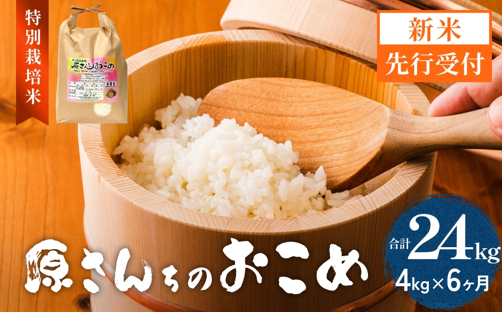 【令和8年産米先行受付】原さんちのお米 白米 ４kg ひとめぼれ 6回定期便 米 お米 こめ コメ  ご飯 ヒトメボレ 常温 大分県 大分 玖珠町 玖珠