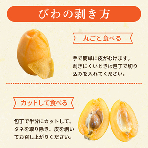 【 期間限定 】びわ 6 ~8個 4 パック 約 1.2kg びわ びわ びわ びわ YN007-2x