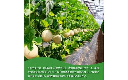 《6ヶ月定期便》高知県産 最高級マスクメロン（ご贈答・ギフト用）1玉入 【発送期間：4月～12月（9カ月）】【1月～3月は気候温度不安定の為出荷不可となります。】〈南国市共通返礼品〉