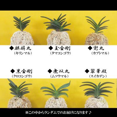 ふるさと納税 山口市 【日本の蘭】富貴蘭　風蘭　キラキラガラス入り D087 |  | 02