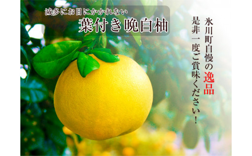 葉付き晩白柚2L×1玉 《12月中旬-12月末頃出荷》 熊本県氷川町産 道の駅竜北 柑橘 ざぼん---sh_michihatuki_j12_20_12000_2l---