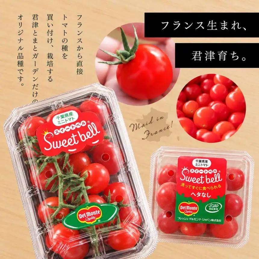 【定期便9回】高糖度 ミニトマト スイートベル （ ヘタなし ） 150g × 12P | 野菜 トマト ミニトマト プチトマト トマト 高糖度 トマト とまと 小分け 君津とまとガーデン 定期便 定