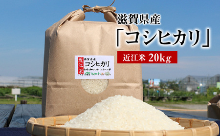 令和６年産　近江米「コシヒカリ」 20kg　もっちり食感 こしひかり コシヒカリ もっちり食感 こしひかり コシヒカリ