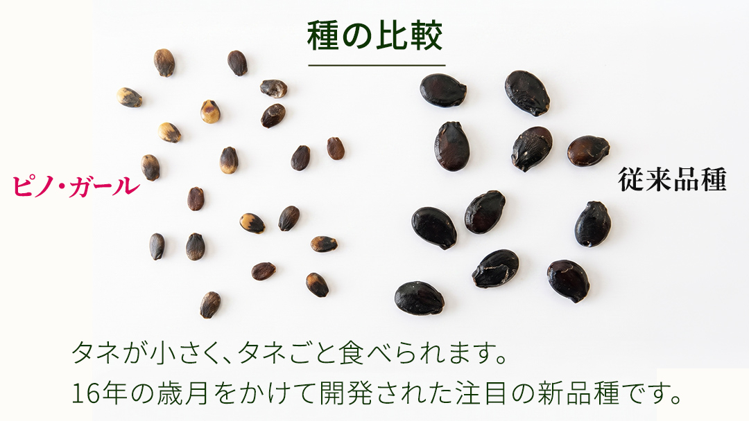 《 2027年 収穫分 》タネが気にならない 小玉スイカ ピノ・ガール 1玉 先行予約 国産 KEK 小玉 スイカ すいか 小玉すいか こだますいか ピノガール 国産 西瓜 フルーツ 果物 くだもの 