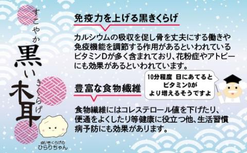 国産粉末『黒きくらげ』1000ｇ　宮崎県西都市産〈15-12〉