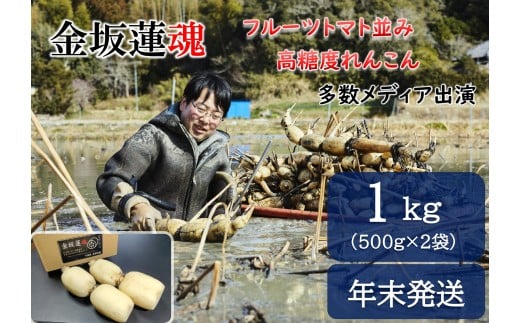 【年末発送】【先行予約】千葉県産 れんこん真空パック(1kg)自然栽培【金坂蓮魂】 CNX005