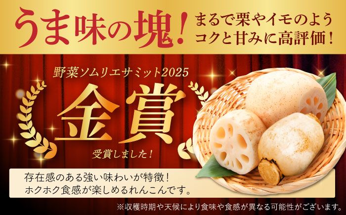 【先行予約】【年末発送】【金賞受賞！】【真空パック】松尾青果のこだわり白石れんこん 約1kg （4-8個入り）【松尾青果】 [IBD018]