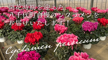 シクラメン 6号鉢 1鉢 鉢植 ギフト クリスマス プレゼント 鉢花 フラワーギフト おまかせ 贈答