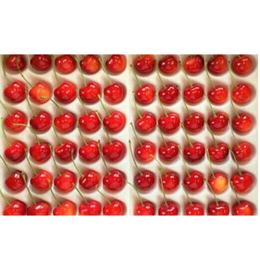 【ふるさと納税】8-034-003　サトケンさんのさくらんぼ 南陽（2L）約600g　お届け：7月5日～25日まで順次発送　※収穫状況により前後あり