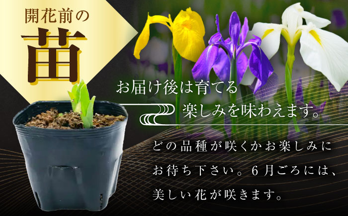 石照庭園 花しょうぶ（ジャパン アイリス）の苗 おまかせ12株 島根県雲南市/石照庭園 [AIAC002]