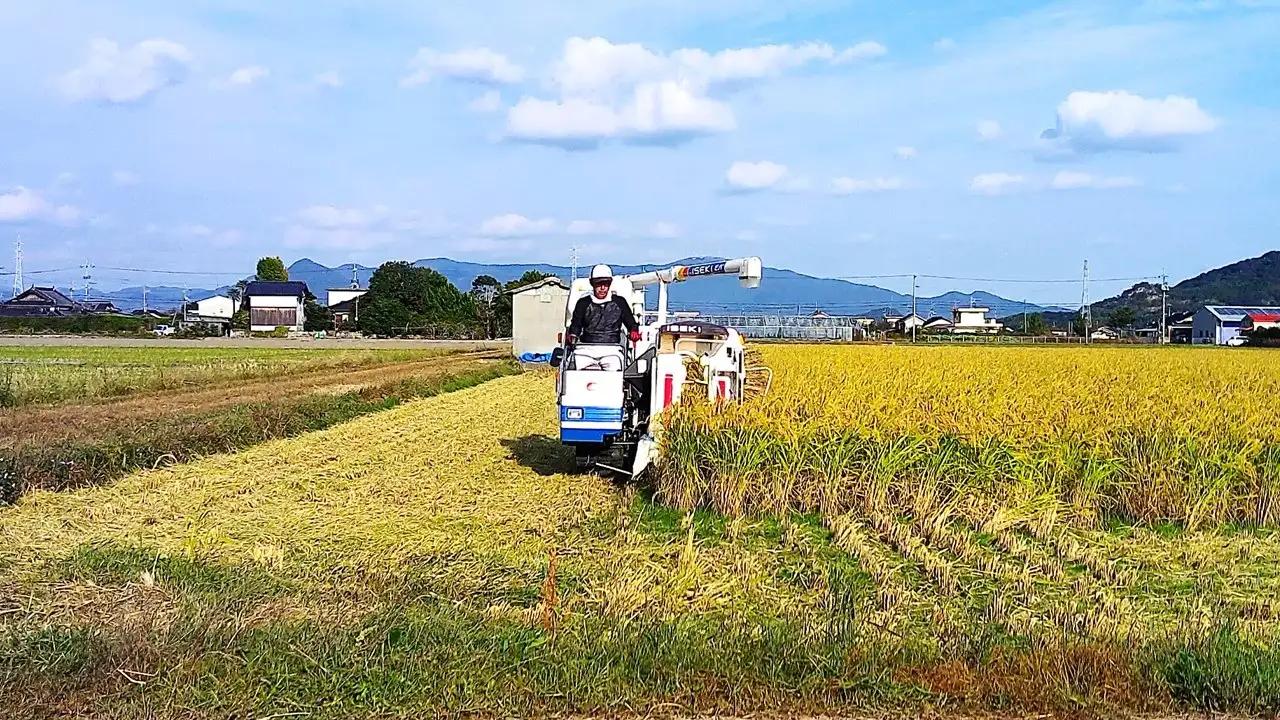 栽培期間中農薬・肥料不使用で作った朝日米 玄米20kg 粟屋農場 山口県 防府市 H17 玄米 朝日米 20kg 栽培期間中農薬不使用 肥料不使用 無農薬 自然栽培 在来種 希少米 佐波川