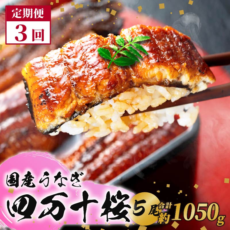 【通常用】【3回定期便】極上国産うなぎ四万十桜　蒲焼き約210g✕5尾|うなぎ 鰻 蒲焼き 定期便 国産 四万十鰻 白焼き 調理済み タレ付き 頒布会 ギフト（お歳暮/お正月）高級 お取り寄せ グルメ