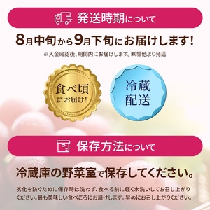 【令和６年度発送分】ルビーロマン１箱　化粧箱入り　贈答にも　石川県最高峰のぶどう