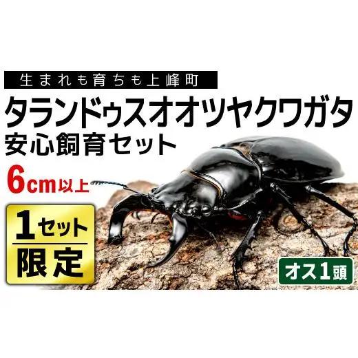 【1セット限定！】完璧育成！「タランドゥスオオツヤクワガタ」 G-233