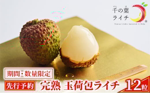 【千の葉ライチ】の 完熟 玉荷包ライチ （先行予約）【果物 フルーツ デザート】[№5346-0309]