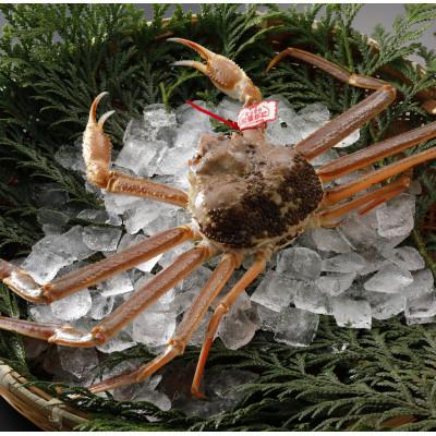 ふるさと納税 智頭町 【先行予約】鳥取県産 タグ付き 活 松葉がに 700g×3杯(中村商店)2026年1月末より順次発送