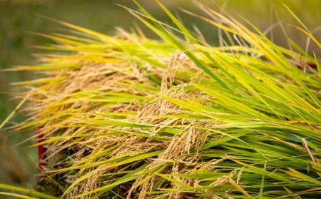 新米 先行予約 有機JAS認証 コシヒカリ 5kg 「八木ヶ鼻舞い」 令和7年産 精米 新潟県三条市産 オーガニックなコシヒカリ こしひかり【019S019】