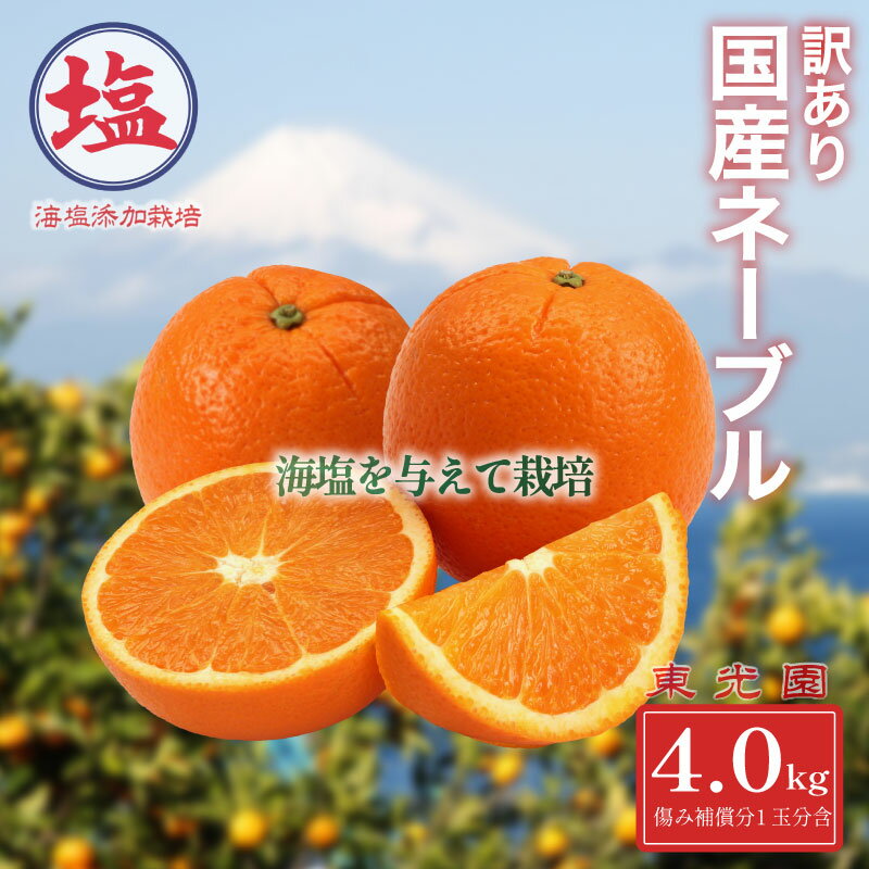 【ふるさと納税】 海塩を与えて栽培した 国産 ネーブル 予約受付 2月中下旬 順次発送 訳あり ネーブルオレンジ 計 4kg 傷み補償分 1玉分 300g含む 西浦みかん 蜜柑 柑橘 オレンジ 果物 フルーツ 沼津市 静岡県
