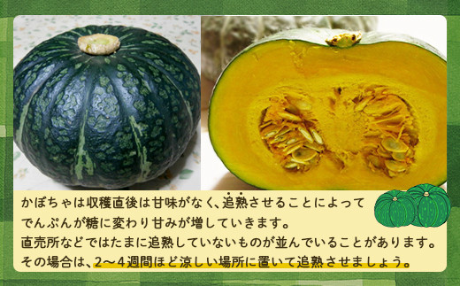【訳あり】北海道 豊浦産 かぼちゃ 味平 約10kg 5～7玉入り 南瓜 カボチャ 野菜 煮物 揚げ物 スープ サラダ あじへい 国産 北海道 豊浦町産 【2026年9月下旬以降順次発送】