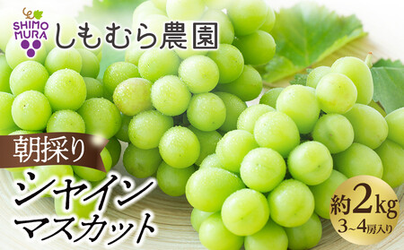 ぶどう 朝採り シャインマスカット 約2kg 3～4房入 種無しぶどう