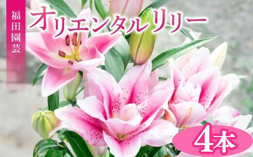 【ふるさと納税】ユリ オリエンタルリリー 4本セット 花束 贈り物 ギフト プレゼント 誕生日 母の日 父の日 敬老の日 記念日 お祝い 結婚式 ウェディング ブーケ 優雅 エレガント つぼみ ピンク 白 高級 切り花 福田園芸 安芸市 高知県